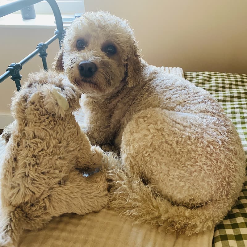 Two cream curly-coated dogs curled up together on a green-checked blanket by a window